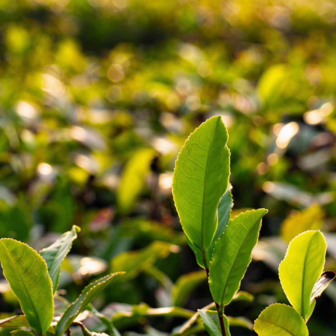 Autumn on the Island at Charleston Tea Garden Event